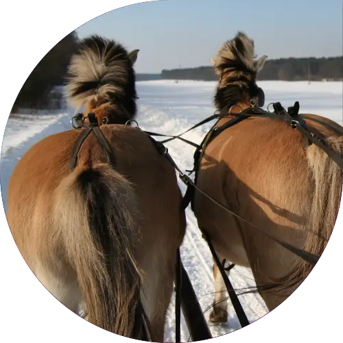 Kuligi w Wielkopolsce