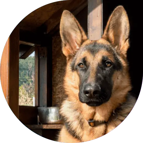 imprezy-integracyjne-Poznan-budujemy-psie-budy